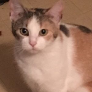 Meet your Posher, Paula